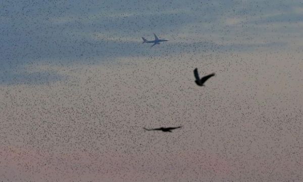 語音早報:達美航空再曝超售趕客下機事件401809_ 語音早報:達美航空再曝超售趕客下機事件